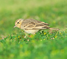 Duinpieper, Tawny Pipit, Anthus campestris