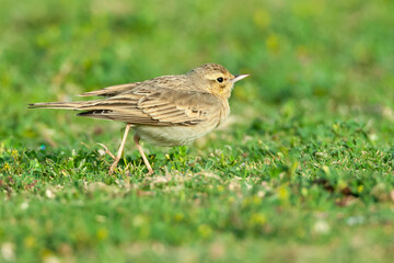 Duinpieper, Tawny Pipit, Anthus campestris