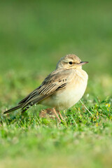 Duinpieper, Tawny Pipit, Anthus campestris