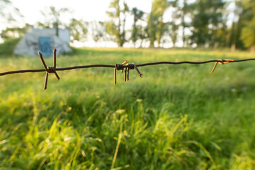 Old rusty barb wire in contrast with green bright happy sunset light summer nature