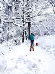 A man with a wooden sled and a dog sneeze in a  snowy forest