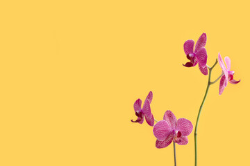 Pink orchid flower in front of yellow background. Floral composition with copyspace.