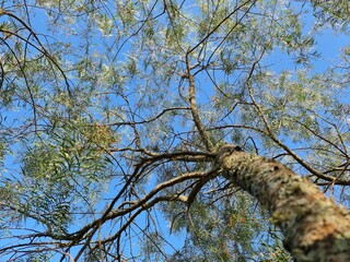 galho seco, natureza, céu azul