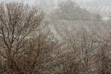 Falling snow falls on agricultural fields