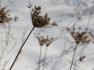 Queen Anne’s Lace in the snow 
