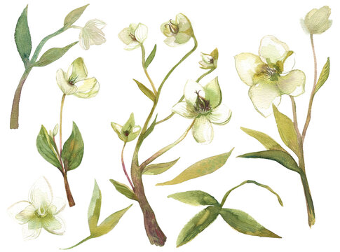 Hellebore flowers watercolor set of illustrations. Hand painted heleborus isoalted on white background for invitations and surface design.