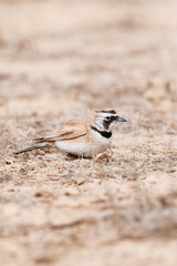 Temminck's Strandleeuwerik, Temminck's Lark, Eremophila bilopha