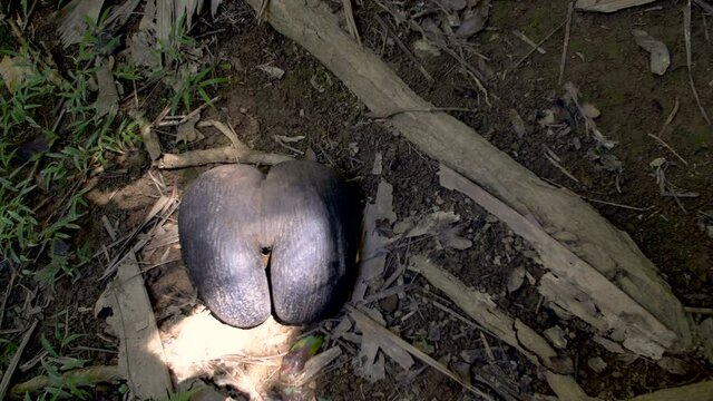 The double nut of coco de mer in Vall&eacute;e de Mai Praslin Island Seychelles