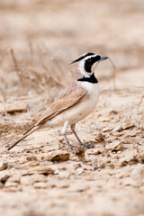 Temminck's Strandleeuwerik, Temminck's Lark, Eremophila bilopha