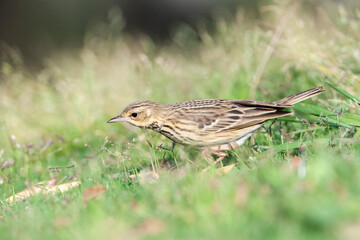 Boompieper, Tree Pipit, Anthus trivialis