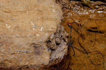 Two damselflies mating on the rocks of the river