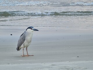 praia, água, mar, pássaro, natureza, areia, ondas, vida selvagem