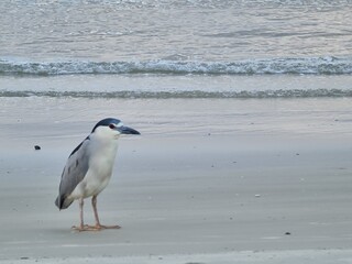 praia, água, mar, pássaro, natureza, areia, ondas, vida selvagem