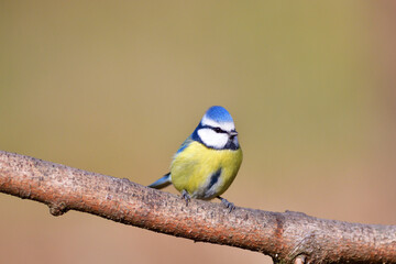 Blue Tit sitting on the branch in sunny spring forest
