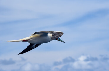 Seabird Masked, Blue-faced Booby (Sula dactylatra) flying over the blue and calm ocean. Seabird is hunting for flying fish jumping out of the water.