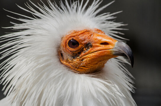 Close up of bird.  egypctian vulture