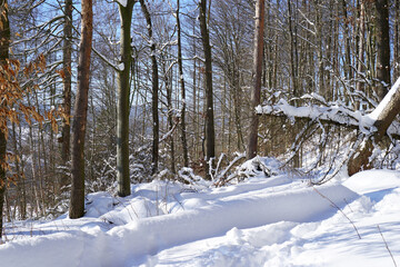 Fototapeta premium Eine Winterlandschaft im Hils bei Delligsen mit schneebedeckten Baumstämmen