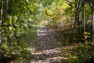 footpath in the forest