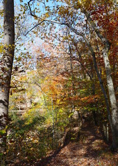 Nature's Colors, Woods and Sky