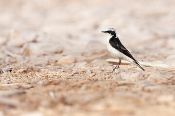 Vitatta Bonte Tapuit, Vittata Pied Wheatear, Oenanthe pleschanka vittata