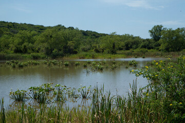 Environmental. Wetland preservation. View of the lake, reeds, aquatic plants, and jungle vegetation. 