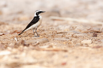 Vitatta Bonte Tapuit, Vittata Pied Wheatear, Oenanthe pleschanka vittata