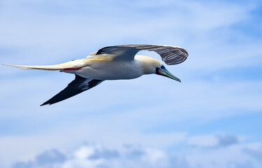 Seabird Masked, Blue-faced Booby (Sula dactylatra) flying over the blue and calm ocean. Seabird is hunting for flying fish jumping out of the water.