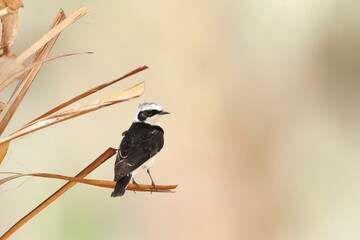 Vitatta Bonte Tapuit, Vittata Pied Wheatear, Oenanthe pleschanka vittata