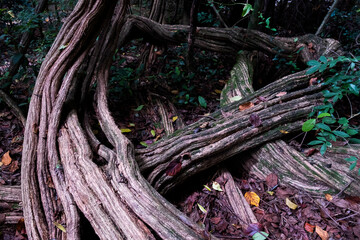 roots in the forest