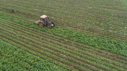 Farmers use agricultural machinery to harvest potatoes on the farm