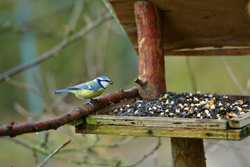 Eurasian blue tit sitting on a feeder rack with sunflower seeds for feeding 