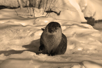Otters are carnivorous mammals in the subfamily Lutrinae. The 13 extant otter species are all semiaquatic, aquatic or marine, with diets based on fish and invertebrates. 