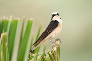 Vitatta Bonte Tapuit, Vittata Pied Wheatear, Oenanthe pleschanka vittata
