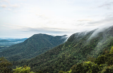 mountain coverd with white mists and dense forests