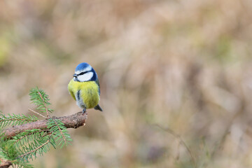 Blue Tit sitting on the branch in sunny spring forest