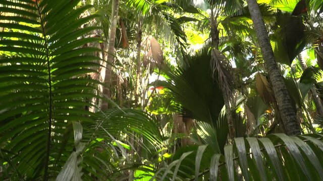 Vall&eacute;e de Mai Nature Reserve in Praslin Island Seychelles