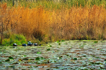 Autumn marsh with turtles