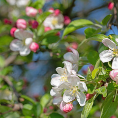 Blühender Apfelbaum, Malus, im Frühling