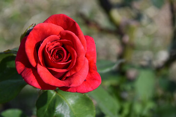 red rose full open in the sunshine