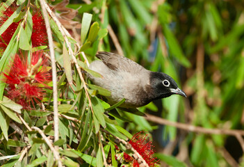 Arabische Buulbuul, White-spectacled Bulbul, Pycnonotus xanthopy