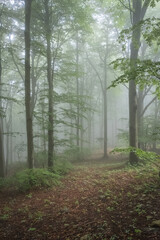 The forest is a magical and enchanted place