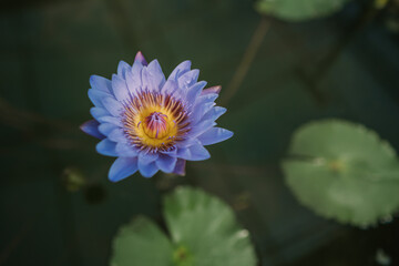 Nymphaea nouchali var caerulea in Queen Sirikit botanical garden in Chaing Mai