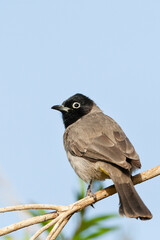 Arabische Buulbuul, White-spectacled Bulbul, Pycnonotus xanthopy