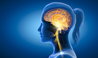 Brain with activated vagus nerve, medically 3D Illustration - obrazy, fototapety, plakaty