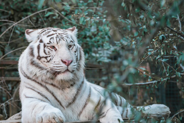 White tiger resting. White tiger or bleached tiger is a pigmentation variant of the Bengal tiger