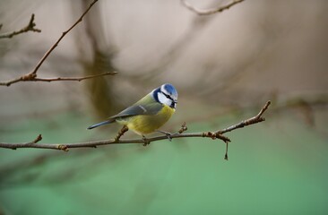 Blue Tit sitting on the branch in sunny spring forest