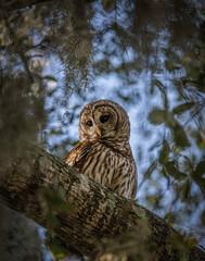 Barred owl