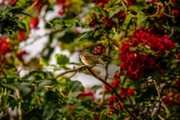 Palm warbler