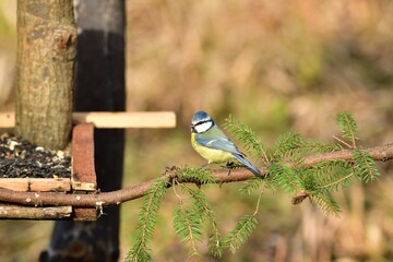 Feeding the blue titmouse with sunflower seeds in the garden 