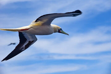 Seabird Masked, Blue-faced Booby (Sula dactylatra) flying over the blue and calm ocean. Seabird is hunting for flying fish jumping out of the water.
